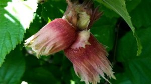 Фундук ПУШКИНСКИЙ КРАСНЫЙ