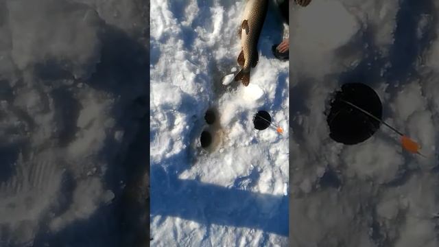 Трофей .Щука 12,600 на жерлицы в 150 лунку смотреть онлайн