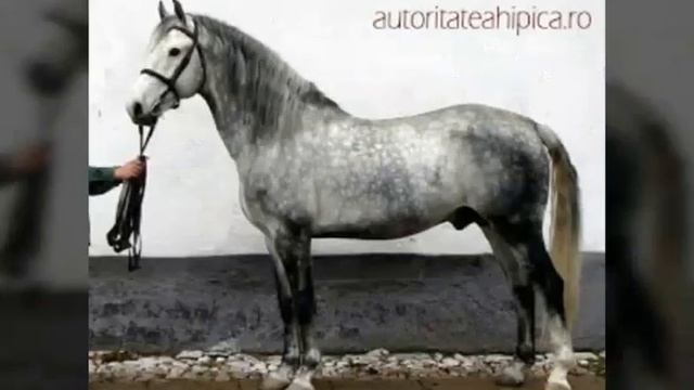 Rase de cai Românești смотреть онлайн