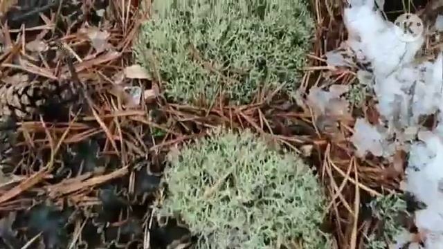 Боровое Бурабай Путешествия Казахстан смотреть онлайн