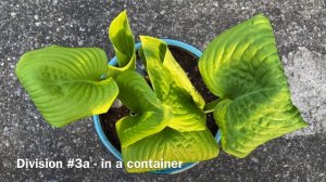 Hosta "Guacamole". 2 Months After Division (4K) July 2