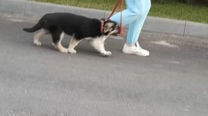 Бирма Брайт (Анабель  Ауда х Ольвал Денис Форвард) - начинаю учиться