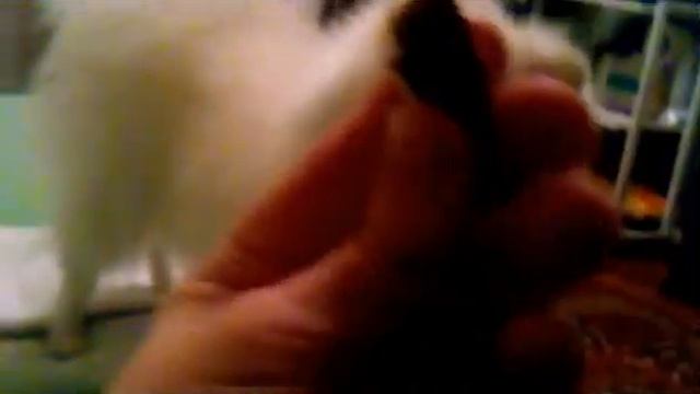 Няшка :3 смотреть онлайн