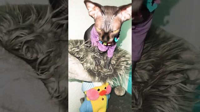 Лысая кошка сфинкс даёт лапу и выполняет команды хозяина смотреть онлайн