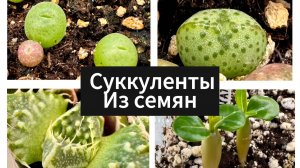 Обзор суккулентов из семян, адениумы из семян. Фаукарии, конофитумы, стефании, авонии.