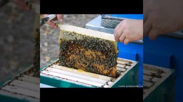 Моя пасіка смотреть онлайн