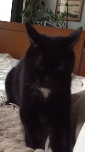 Соната смотреть онлайн