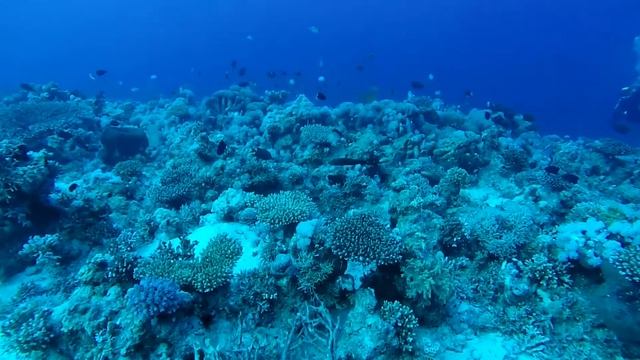 Красное море. Дайв-сафари. A1986 смотреть онлайн