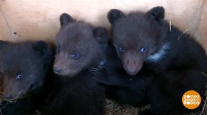 Как спасают медвежат. Доброе утро. Фрагмент выпуска от 18.04.2025