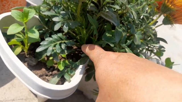 Gazania flower plant care | Gazania plant care in Summer to get maximum flower |  March Gardening