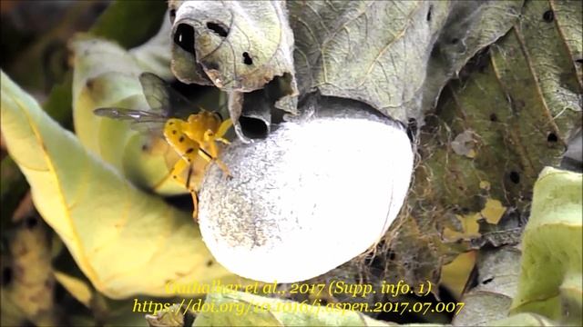 Oviposition (egg laying) of Xanthopimpla pedator : Gathalkar et al ...