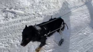 Инвалидная коляска для собак Liras.ru