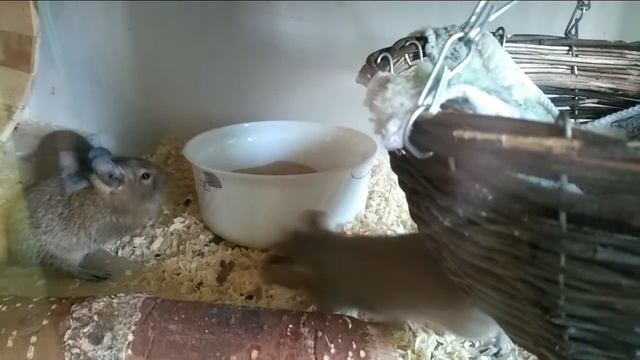 Дегу купаются смотреть онлайн