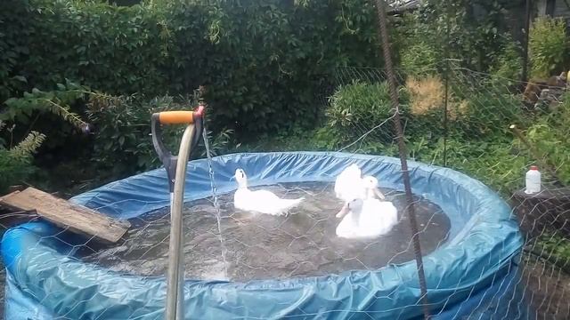 купание уток-мулардов 2020 07 18 смотреть онлайн