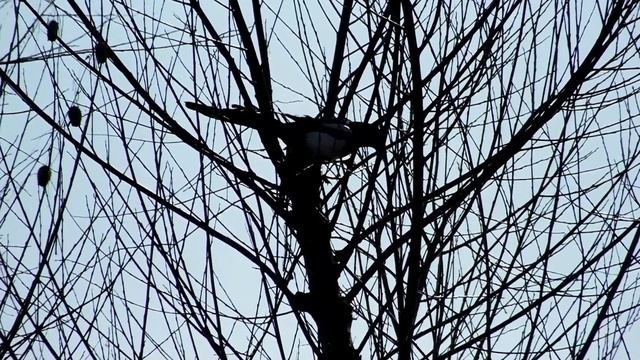 ВТОРОЕ  ГНЕЗДО смотреть онлайн