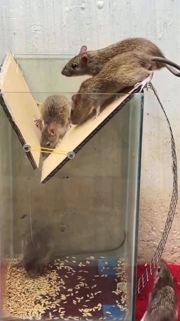Mouse trap creator #mousetrap #rat #rattrap #shorts смотреть онлайн