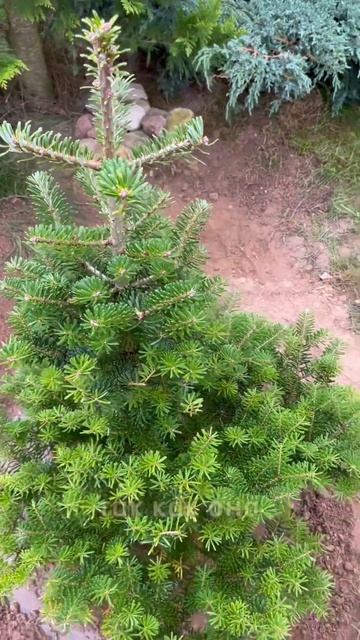 Пересадка пихты на новое место 🌲 #conifers #хвойныйсад смотреть онлайн