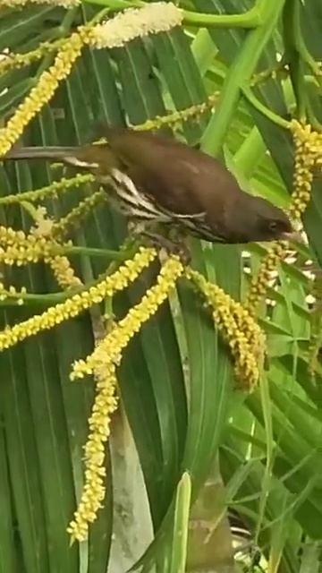 Palmchat Bird Enjoying Palm Tree Fruit! #shorts #caribbean #tree #birds #nature смотреть онлайн