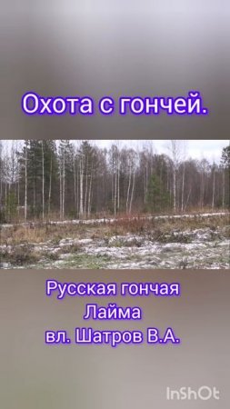ГОН ЗАЙЦА НА ВИДОК ! Русские гончие Аргон и Лайма вл. Шатров В.А.#охота#животные #топ #hunting