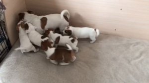 Щенки Джек Рассел играют со взрослым Джек Расселом