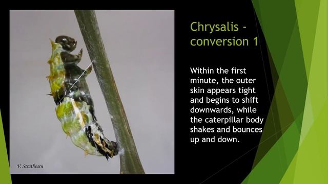 From Citrus Caterpillar to Orchard Swallowtail Butterfly смотреть онлайн