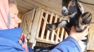 НАША ЖИЗНЬ В ДЕРЕВНЕ,Бабушка хочет няньчить козлят,узнали сколько у нас кур😂