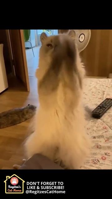 CAT TIPS: Folded and Curled Ears