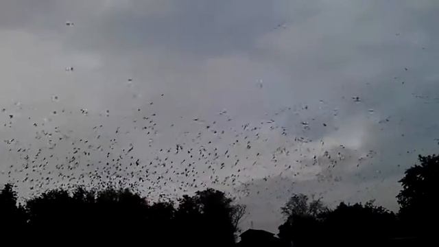 Поведение птиц под этно музыку смотреть онлайн