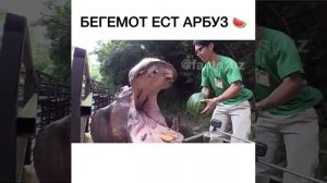 Бегемот ест арбуз