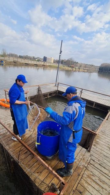 Запуск форели смотреть онлайн