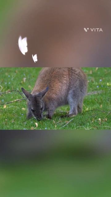 beautiful kangaroo # short videos смотреть онлайн
