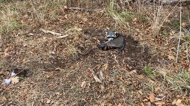 Coyote Trapping 2021-New Farms Day 4 смотреть онлайн