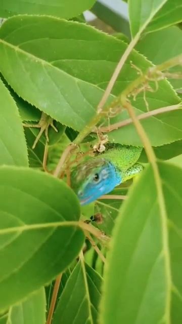 интересные #ящерицы #животные #рептилии #ящерица смотреть онлайн