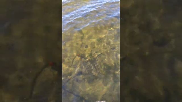 Липецкое море 09.10.2020