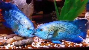 Цихлазома Блю Демпси
