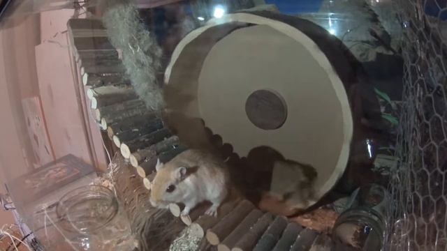 Mongolische Rennmaus in Action, Монгольская Песчанка