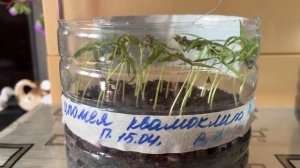 Ипомея квамоклит. Посев, всходы.