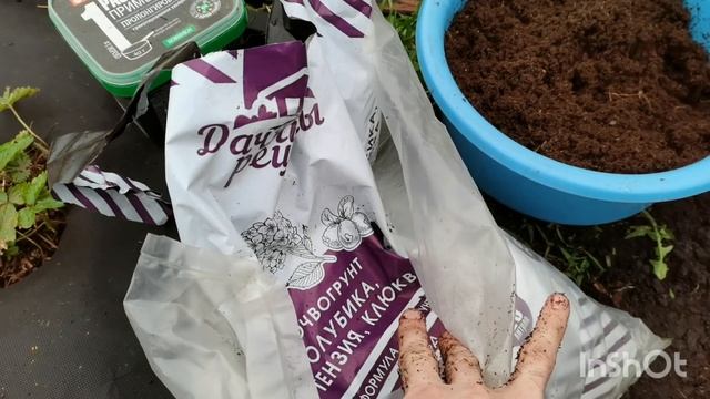 Обзор рассады.Высаживаю саженцы гортензии, жимолости, малины и ежевики.Что добавляю в лунку.