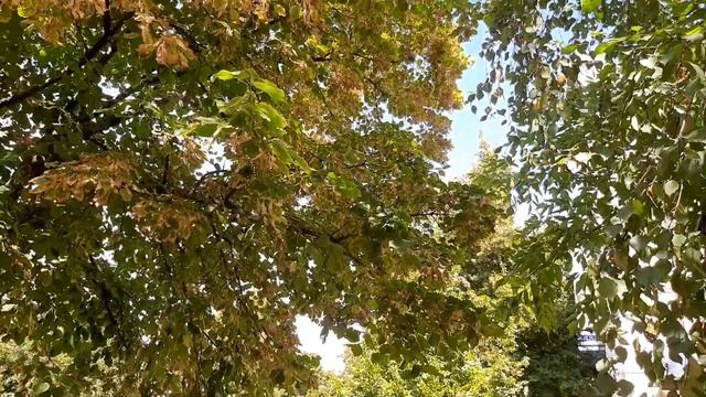 ЛИПА.ВИДЕО С ЦЕНТРАЛЬНЫХ УЛИЦ ГОРОДА. смотреть онлайн