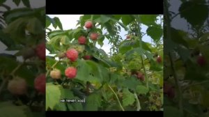 Малина «Октавия». Урожайный сорт с крупными ягодами