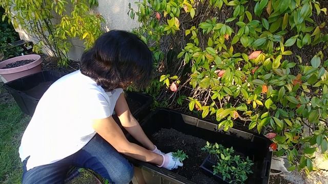 Growing Tomato Plants - first 6 weeks with updates смотреть онлайн