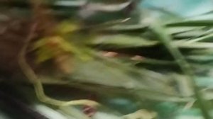 мой новый питомец чёрно-белый жук усач