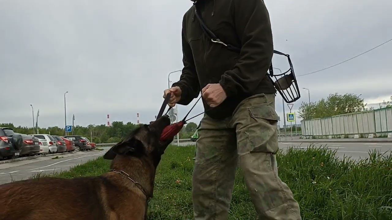 227. Хват/отпуск. Бельгийская овчарка малинуа.