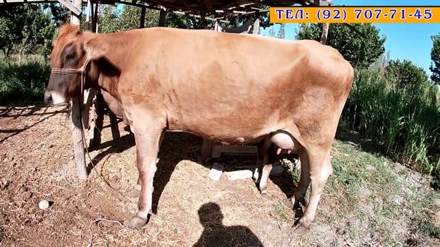 Молхои зотии ШВЕТСКИЙ, СИММЕНТАЛ ғуноҷин, буқача ва ҷӯшои смотреть онлайн