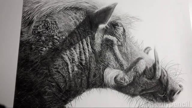 [African Warthog] Graphite and Carbon Drawing #pencildrawing #drawingsbylisandro смотреть онлайн