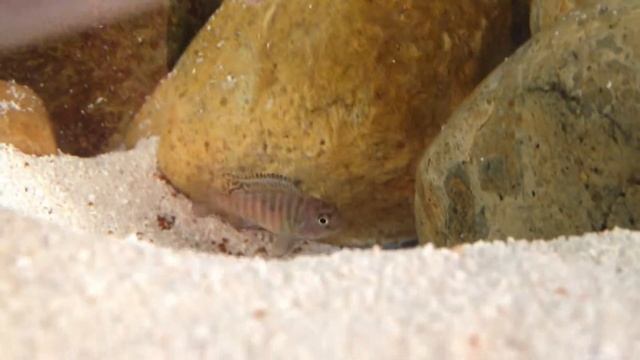 Hybrid fry 2 смотреть онлайн