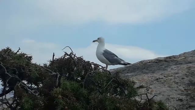 Я ЧАЙКА! смотреть онлайн