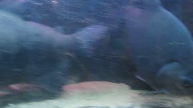 My PacusColossoma macropomum