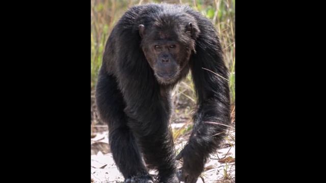The Gombe Chimpanzee War 1974-1978 смотреть онлайн