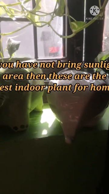 indoor mini plants#shorts #youtubeshorts #gardning смотреть онлайн